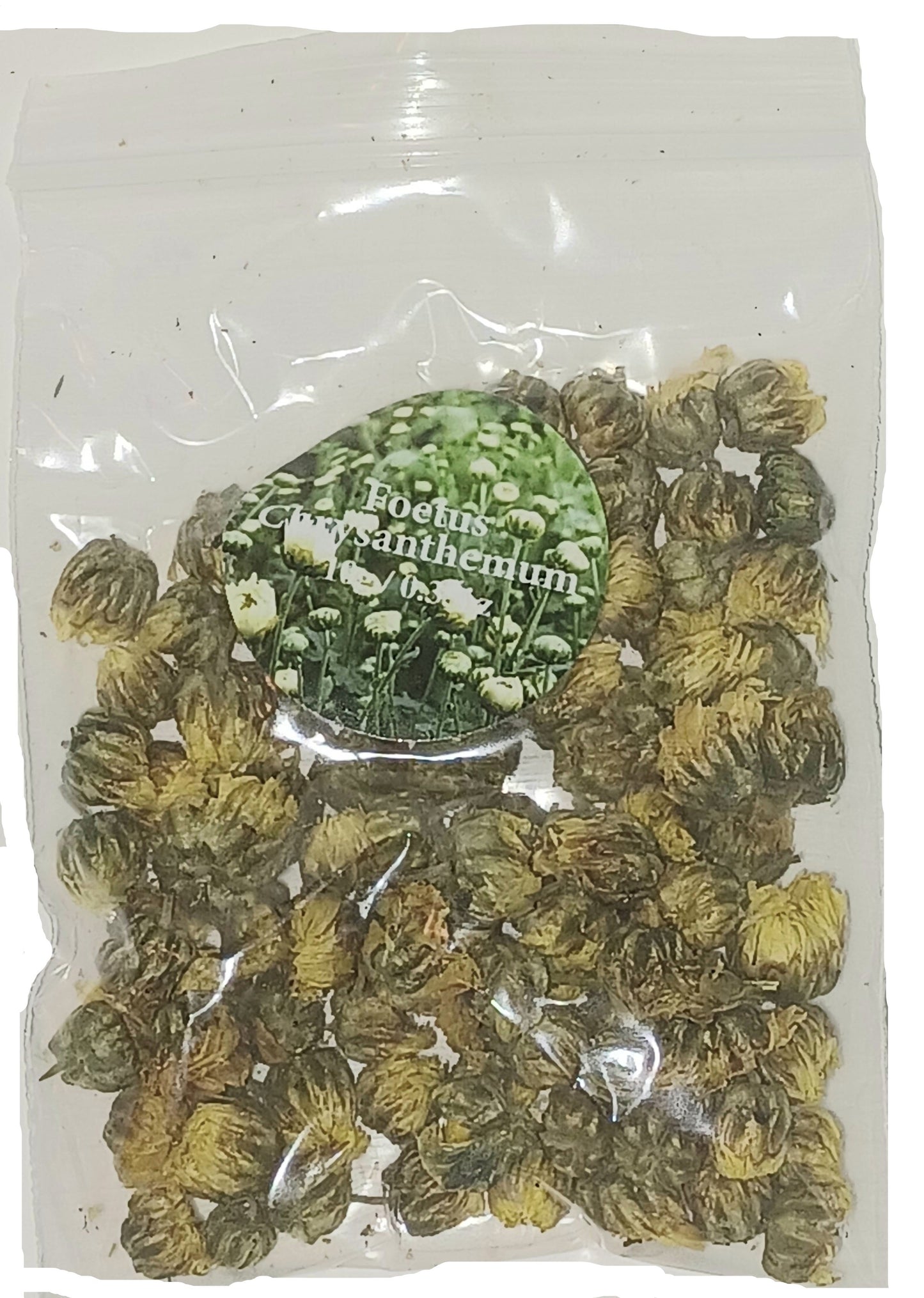 Foetus Chrysanthemum