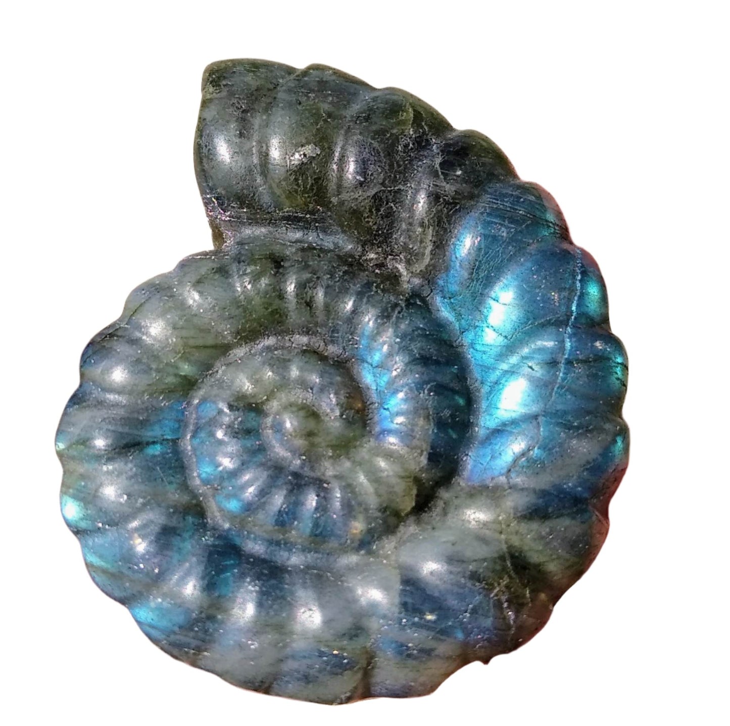 Labradorite Nautilus Shells 2 Inches