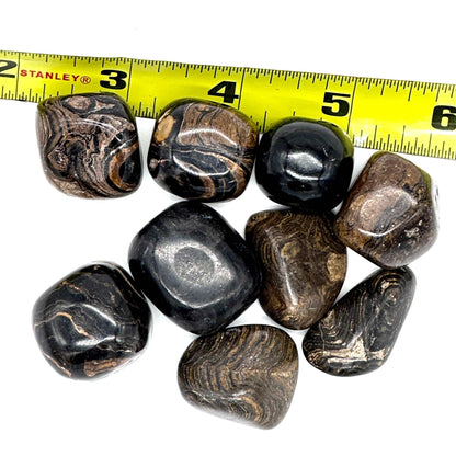 Stromatolite Tumbled Pocket Stone: Divine Wisdom of the Earth