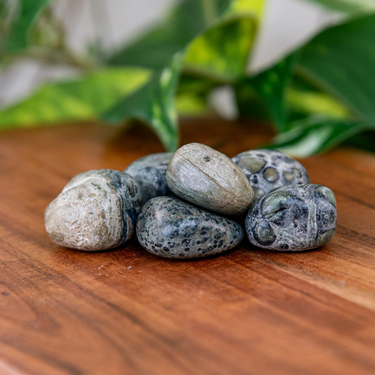 Kambaba Jasper Tumbled