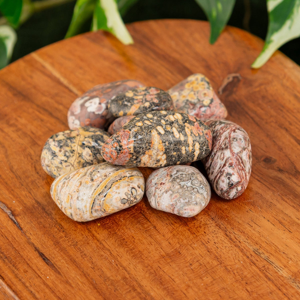 Leopardskin Jasper Tumbled 1lb