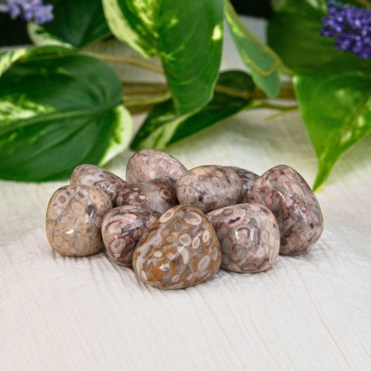 White Leopardskin Jasper Tumbled