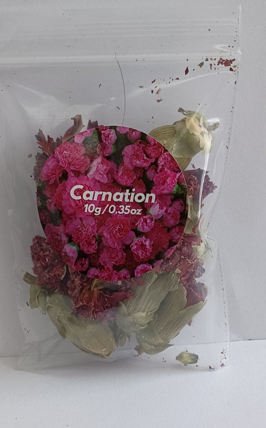 Carnation Flower