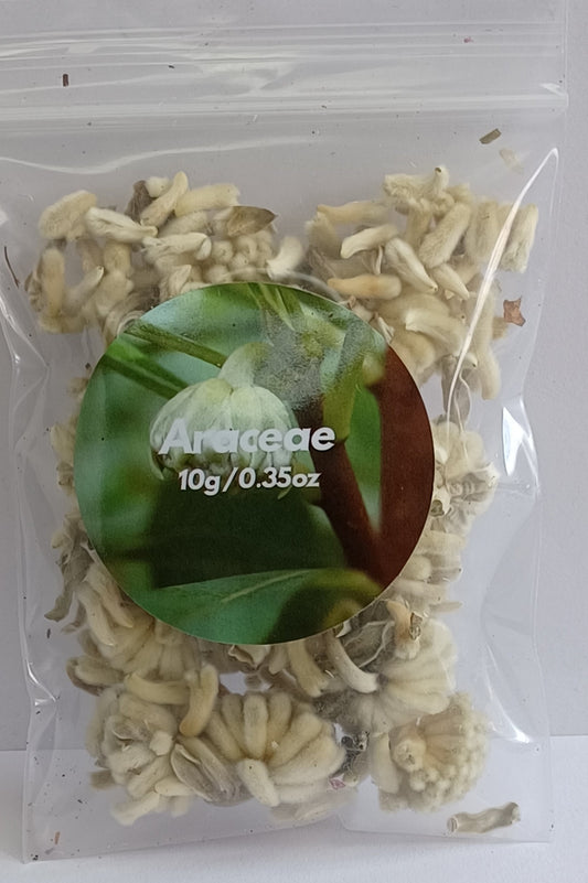 Araceae